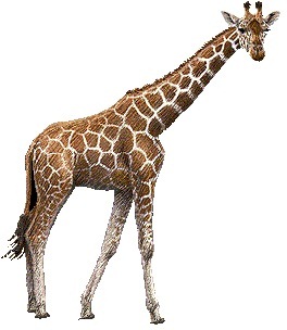 Giraffes