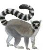 Lemurs