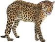 Leopards