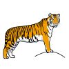 Tigers